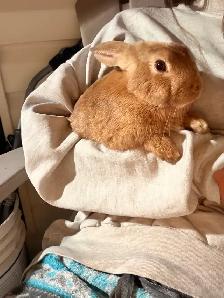 Rabbits For Sale (Approximately 3 Months)