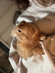 Rabbits For Sale (Approximately 3 Months) - Photo 2