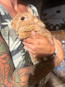 Rabbits For Sale (Approximately 3 Months) - Photo 3