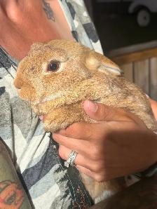 Rabbits For Sale (Approximately 3 Months) - Photo 4