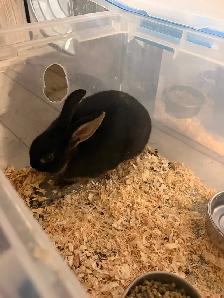 Rabbits For Sale (Approximately 3 Months) - Photo 5