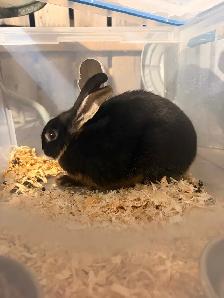 Rabbits For Sale (Approximately 3 Months) - Photo 6