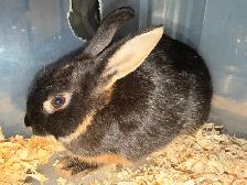 Rabbits For Sale (Approximately 3 Months) - Photo 7