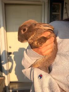 Rabbits For Sale (Approximately 3 Months) - Photo 8