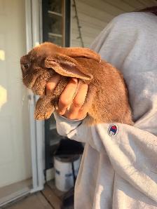 Rabbits For Sale (Approximately 3 Months) - Photo 9