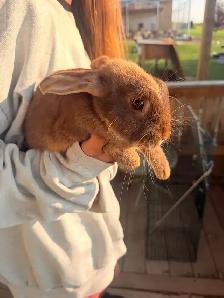 Rabbits For Sale (Approximately 3 Months) - Photo 10