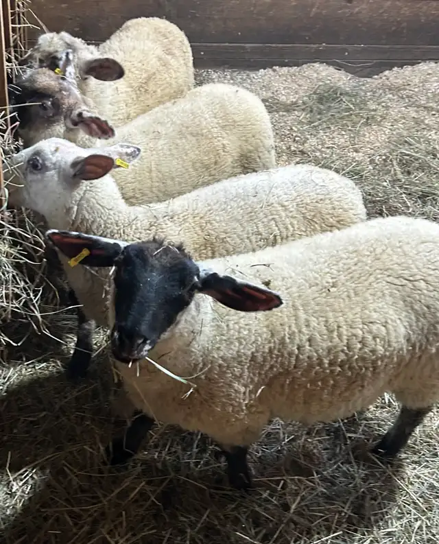 Sheep for sale.  4 ewe lambs born in March.