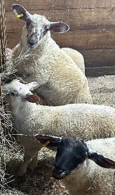 Sheep for sale.  4 ewe lambs born in March. - Photo 2