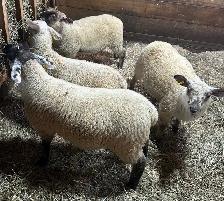 Sheep for sale.  4 ewe lambs born in March. - Photo 4