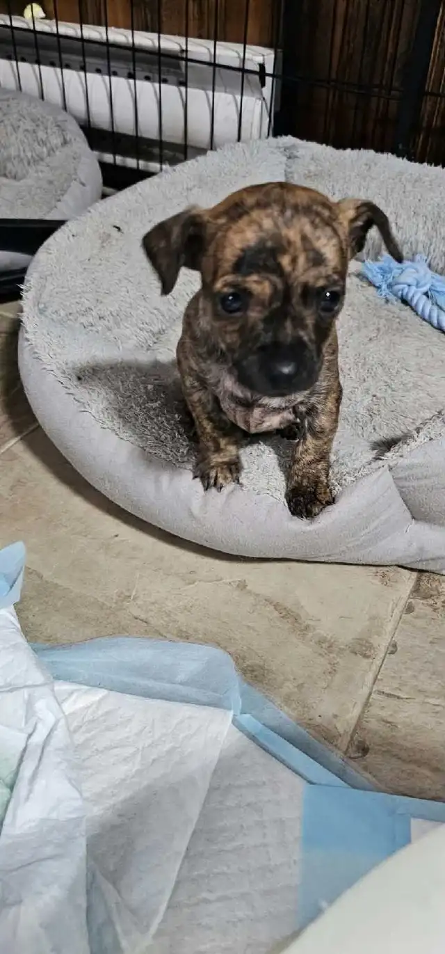 chihuahua puppy