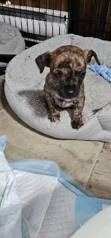 chihuahua puppy