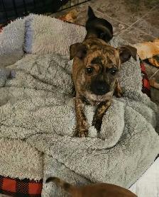 chihuahua puppy - Photo 2