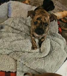 chihuahua puppy - Photo 3