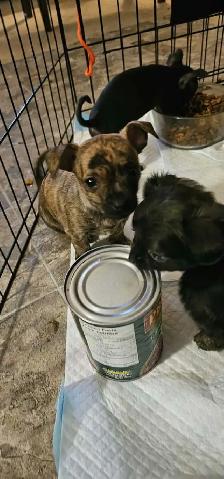 chihuahua puppy - Photo 4
