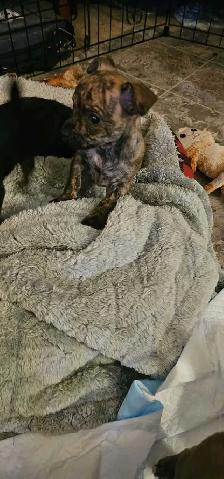 chihuahua puppy - Photo 5