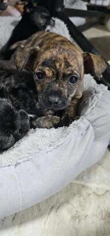 chihuahua puppy - Photo 6