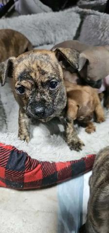 chihuahua puppy - Photo 7