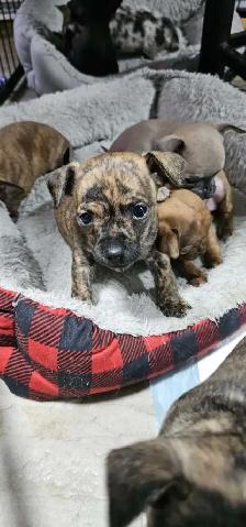 chihuahua puppy - Photo 8