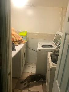 1-bedroom basement apartment for rent - Photo 7