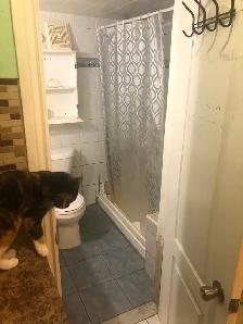 1-bedroom basement apartment for rent - Photo 8