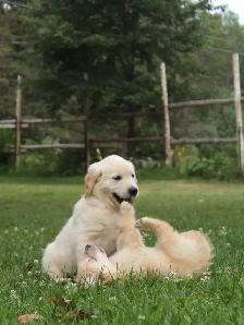Golden Retriever Puppies