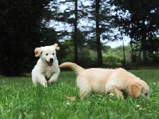 Golden Retriever Puppies - Photo 2