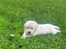 Golden Retriever Puppies - Photo 3