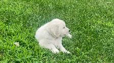 Golden Retriever Puppies - Photo 4