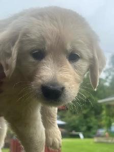 Golden Retriever Puppies - Photo 5