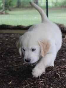 Golden Retriever Puppies - Photo 7