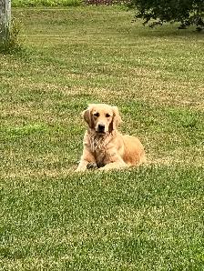Golden Retriever Puppies - Photo 8