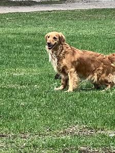 Golden Retriever Puppies - Photo 9