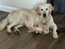 Golden Retriever Puppies - Photo 10