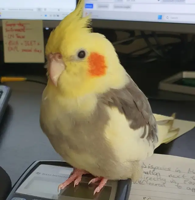Missing/Lost bird (cockatiel)