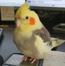 Missing/Lost bird (cockatiel)