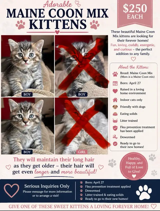 Maine Coon Mix Kittens