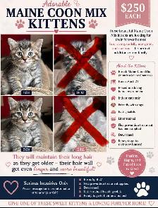 Maine Coon Mix Kittens