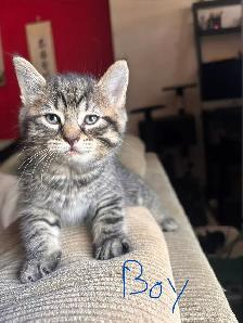 Maine Coon Mix Kittens - Photo 2