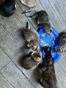 kittens for sale