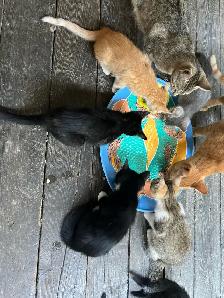 kittens for sale - Photo 2