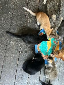 kittens for sale - Photo 3