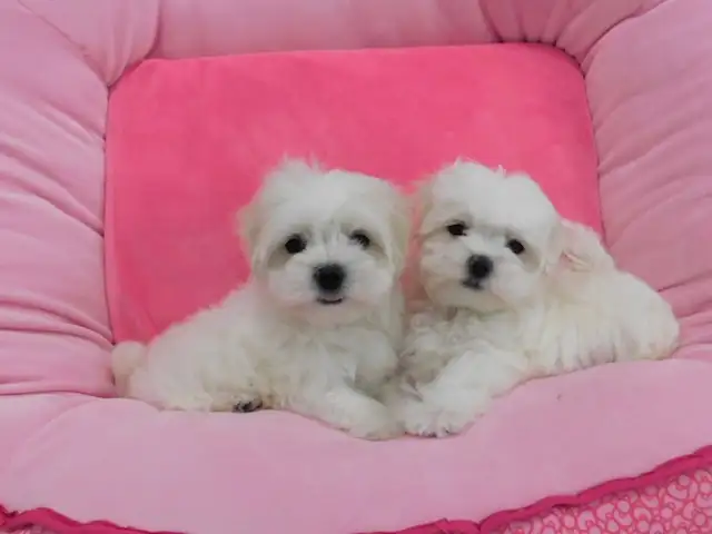 Chiots Bichon Maltais