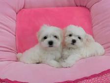 Chiots Bichon Maltais