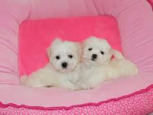 Chiots Bichon Maltais - Photo 2