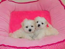 Chiots Bichon Maltais - Photo 3