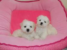 Chiots Bichon Maltais - Photo 4