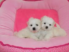 Chiots Bichon Maltais - Photo 5