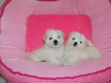 Chiots Bichon Maltais - Photo 6