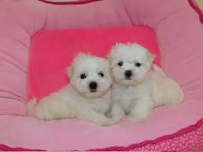 Chiots Bichon Maltais - Photo 7