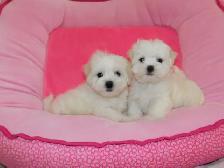 Chiots Bichon Maltais - Photo 8